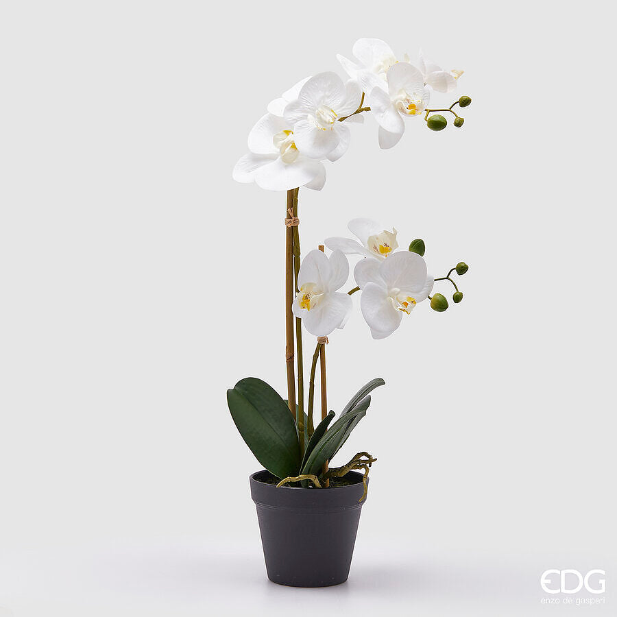 edg enzo de gasperi edg enzo de gasperi orchidea phalaenopsis con vaso ramo x2 artificiale h 58 cm white ean 8059824358080