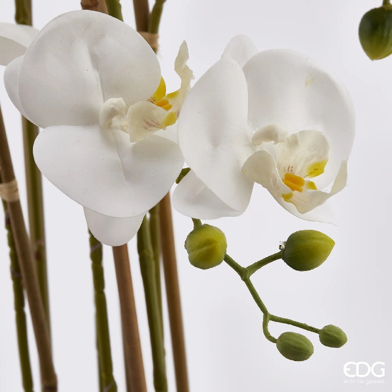 edg enzo de gasperi edg enzo de gasperi orchidea phalaenopsis real con vaso ramo x6 artificiale h 725 cm white ean 8054184911418