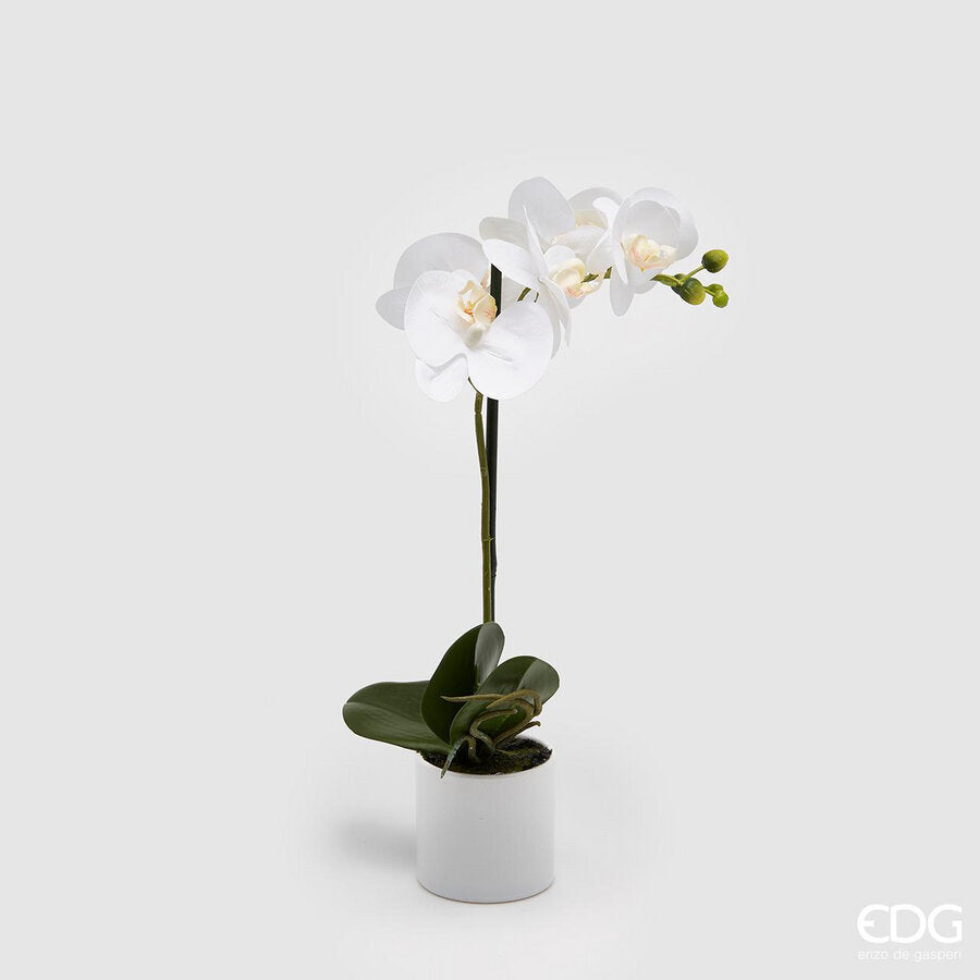 edg enzo de gasperi edg enzo de gasperi orchidea phalaenopsis real con vaso artificiale h 40 cm white ean 8056372341250