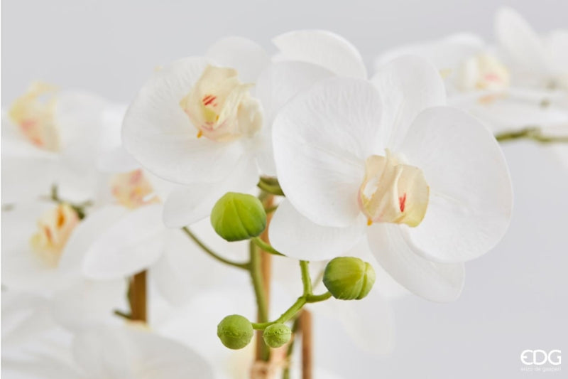 edg enzo de gasperi edg enzo de gasperi orchidea phalaenopsis pianta x6 con vaso artificiale h 64 cm white ean 8056372424854
