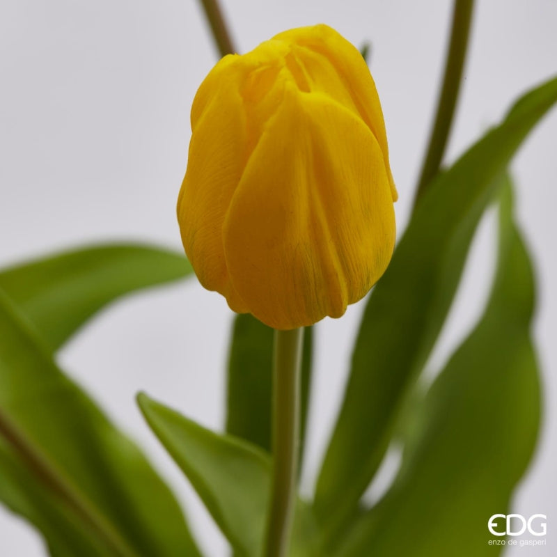 EDG Enzo De Gasperi Bouquet of 5 Tulips Olis Ass. H 40 Cm Yellow 1 Pc