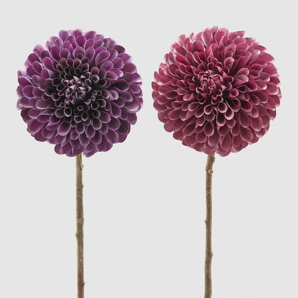 EDG Enzo De Gasperi Dalia Rex H 66 Cm Purple or Dark Pink 1 Pc