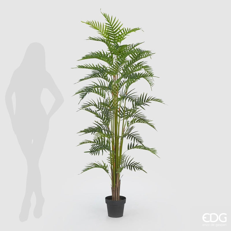 EDG Enzo De Gasperi Areca Palm W/Pvc Pot H180 (45fg) B7 Green