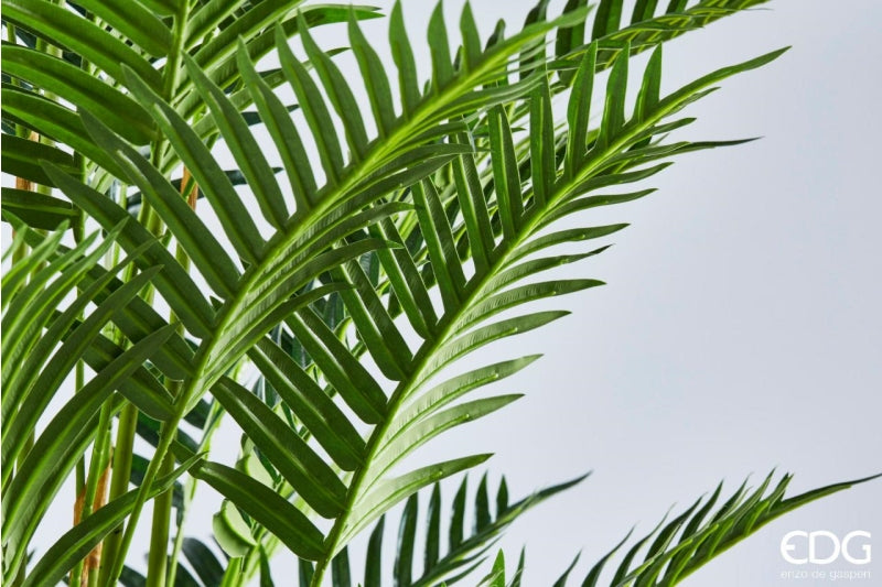 EDG Enzo De Gasperi Areca Palm W/Pvc Pot H180 (45fg) B7 Green