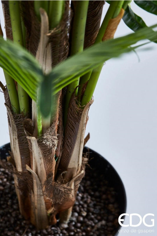 EDG Enzo De Gasperi Areca Palm W/Pvc Pot H180 (45fg) B7 Green