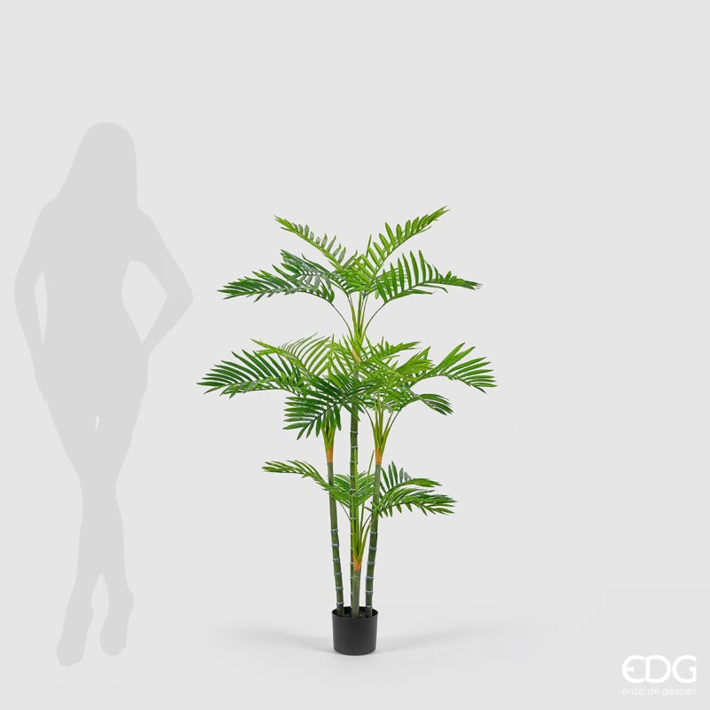 EDG Enzo De Gasperi Areca Palm W/Pvc Pot H147 (24fg) B9 Green