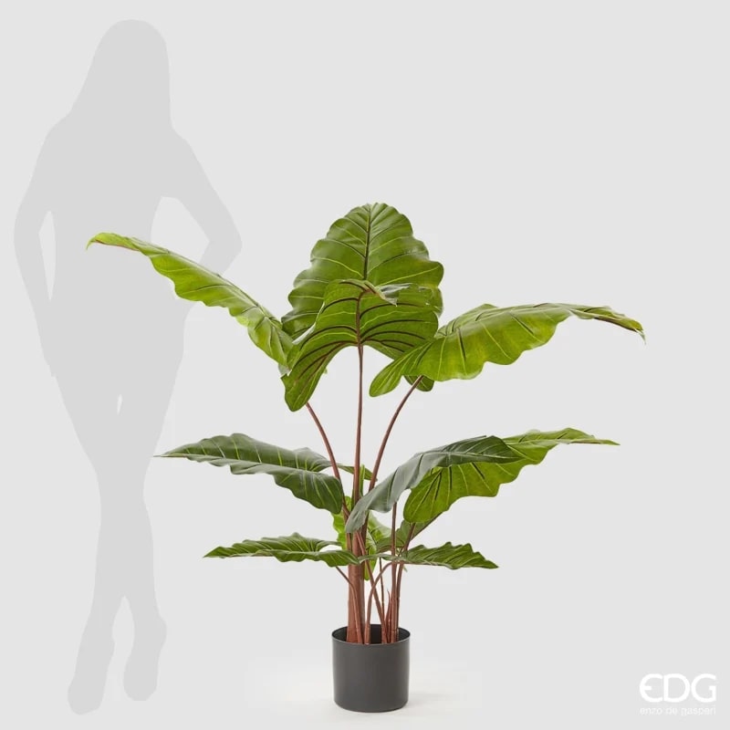 EDG Enzo De Gasperi Alocasia Chic W/Vase H120 (11fg) C0 Green
