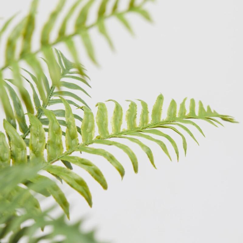 EDG Enzo De Gasperi Olis Fern Bush H 45 Cm 23 Green Lvs