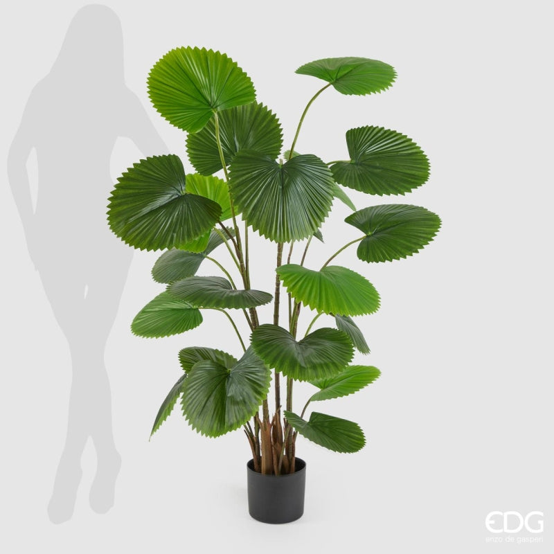 EDG Enzo De Gasperi Palma Cameros W/Vase H150 C3 Green