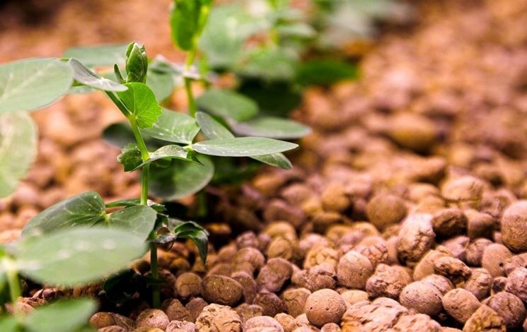 L'Arcolaio Expanded Clay Soil 10 Lt