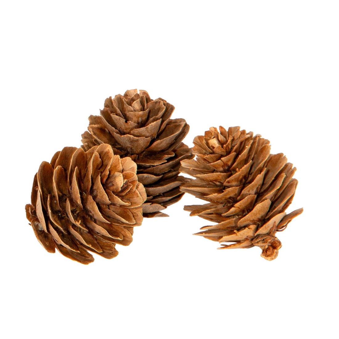Piovaccari Set of 15 Decorative Pine Cones Ø3 cm – Pine Cones for Christmas Trees, Christmas Decorations, Centrepieces and DIY