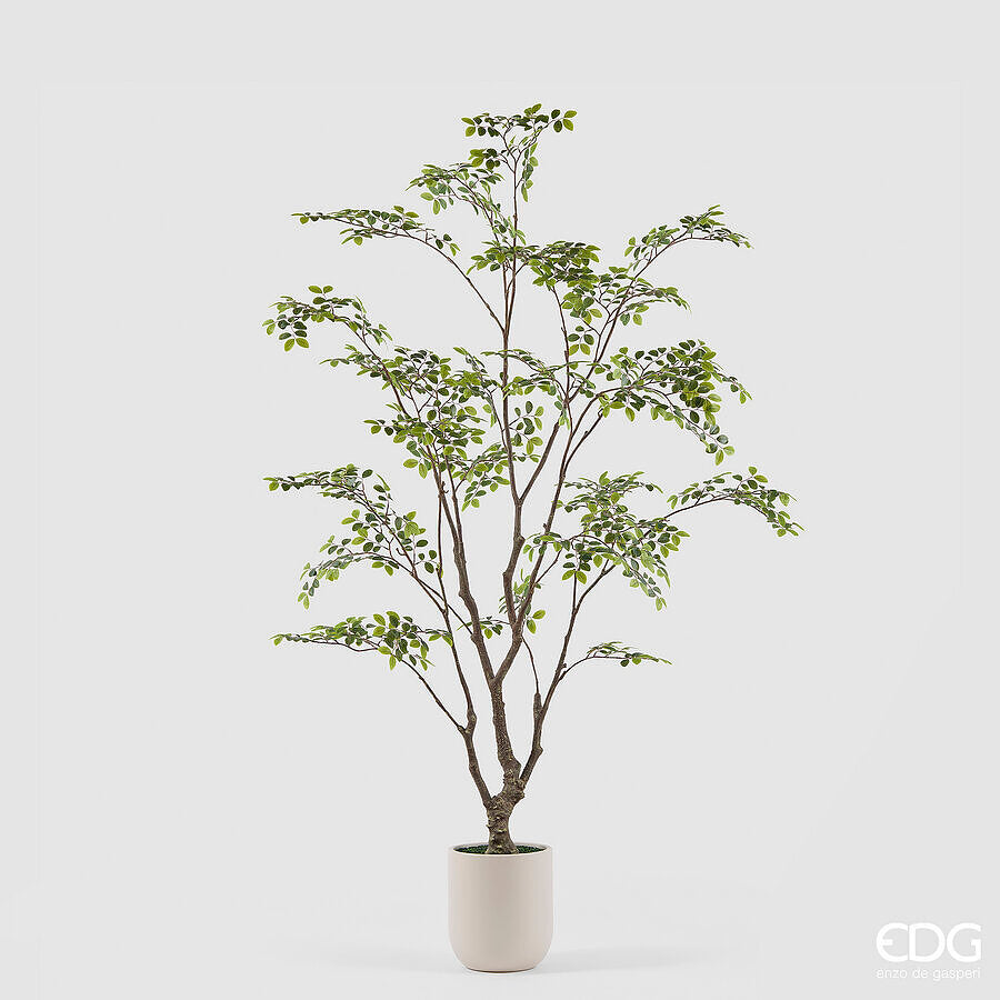 edg enzo de gasperi edg enzo de gasperi pianta artificiale bucida buceras vogue con vaso h 210 cm pianta decorativa realistica design moderno ean 8059824655080