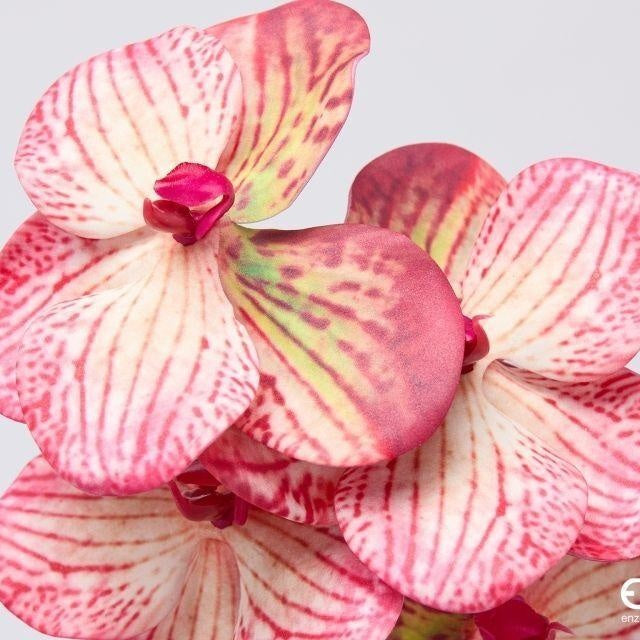 edg enzo de gasperi edg enzo de gasperi orchidea vanda ramo h 65 cm pianta artificiale rosa ean 8059824615404