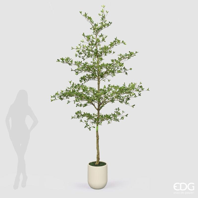 edg enzo de gasperi edg enzo de gasperi pianta artificiale bucida buceras vogue con vaso h 300 cm pianta decorativa realistica design moderno ean 8059824655097