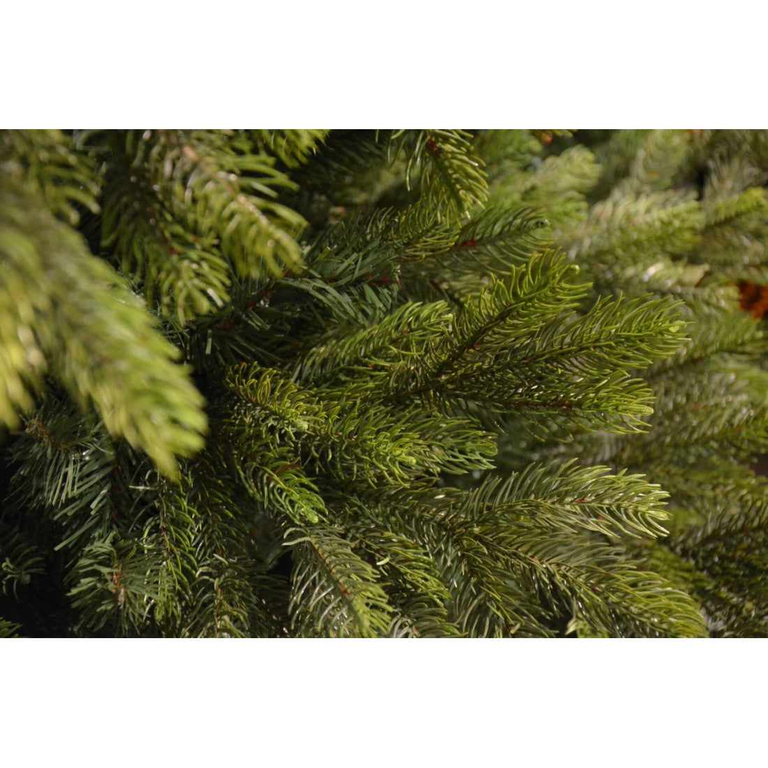 edg_enzo de gasperi edg_enzo de gasperi albero di natale pino imperial new 5 300 miniled h 240 cm d 150 cm uso esterno verde ean 8059824577368