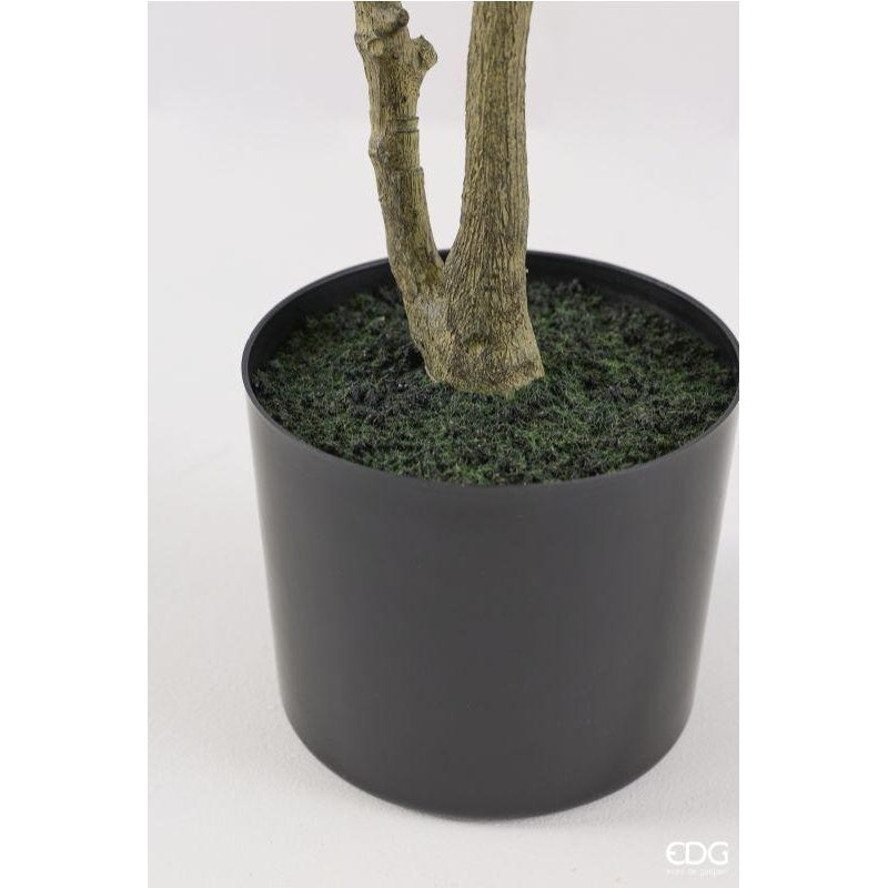 edg enzo de gasperi edg enzo de gasperi pianta artificiale ficus vogue con vaso h120 cm pianta decorativa realistica design moderno ean 8059824655226