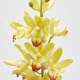 edg enzo de gasperi ramo orchidea cymbidium artificiale h 70 cm ass yellow green 1 pz ean 8059824483454