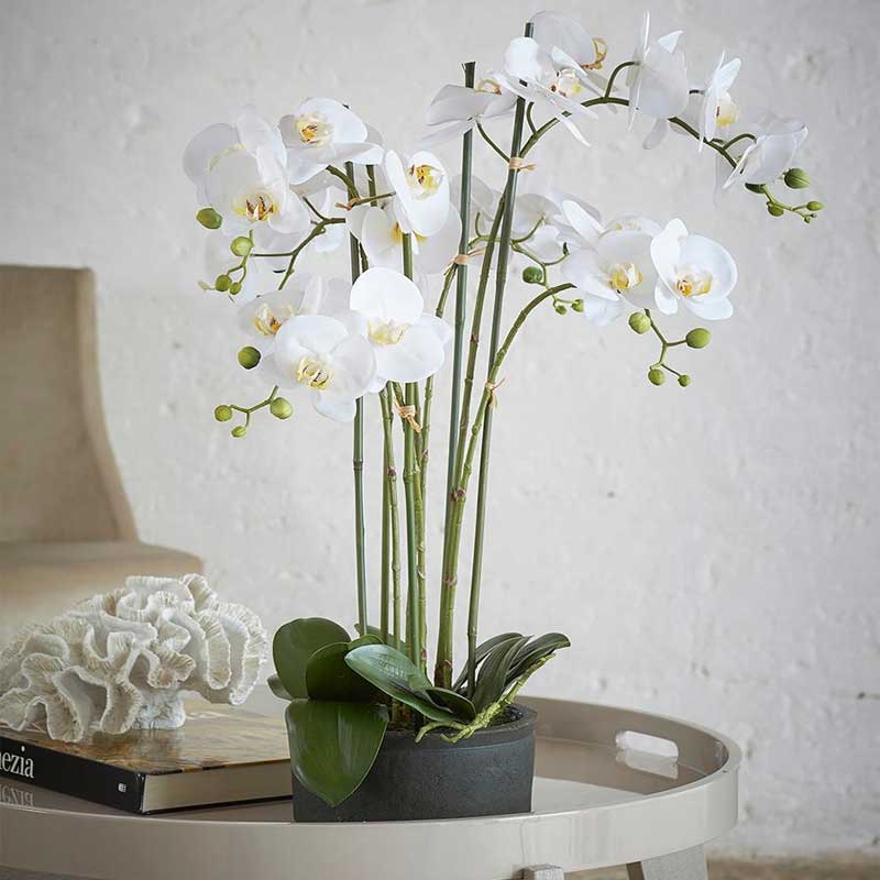 edg enzo de gasperi edg enzo de gasperi orchidea phalaenopsis real con vaso ramo x6 artificiale h 725 cm white ean 8054184911418