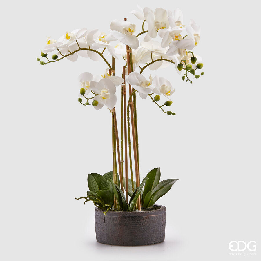 edg enzo de gasperi edg enzo de gasperi orchidea phalaenopsis real con vaso ramo x6 artificiale h 725 cm white ean 8054184911418