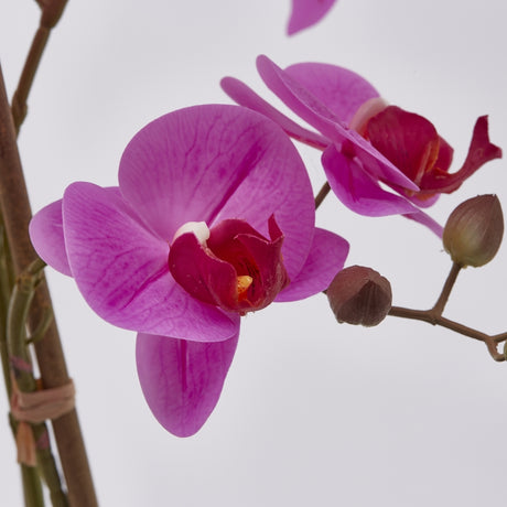 edg enzo de gasperi edg enzo de gasperi orchidea phalaenopsis real con vaso ramo x6 artificiale h 725 cm fuchsia ean 8054184911470