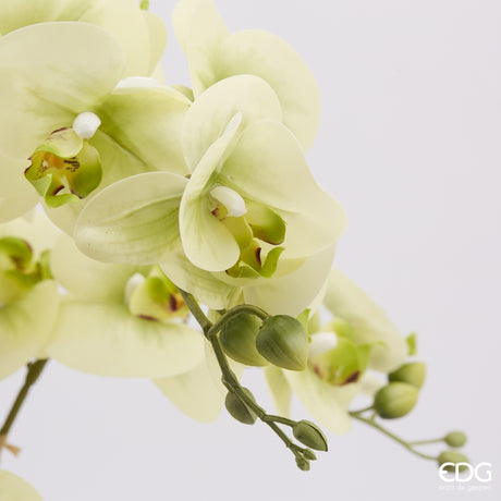 edg enzo de gasperi edg enzo de gasperi orchidea phalaenopsis real con vaso ramo x6 artificiale h 725 cm light green ean 8054184911432
