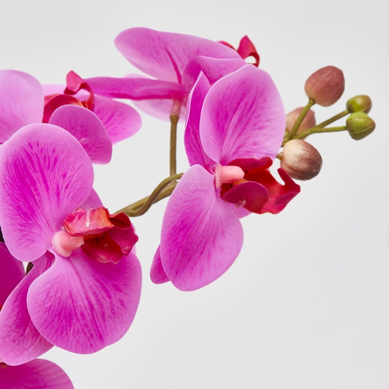 edg enzo de gasperi edg enzo de gasperi orchidea phalaenopsis real con vaso artificiale h 40 cm fuchsia ean 8056372341267