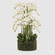 edg enzo de gasperi edg enzo de gasperi orchidea phalaenopsis real x20 con zolla artificiale h 100 cm white ean 8056372840357