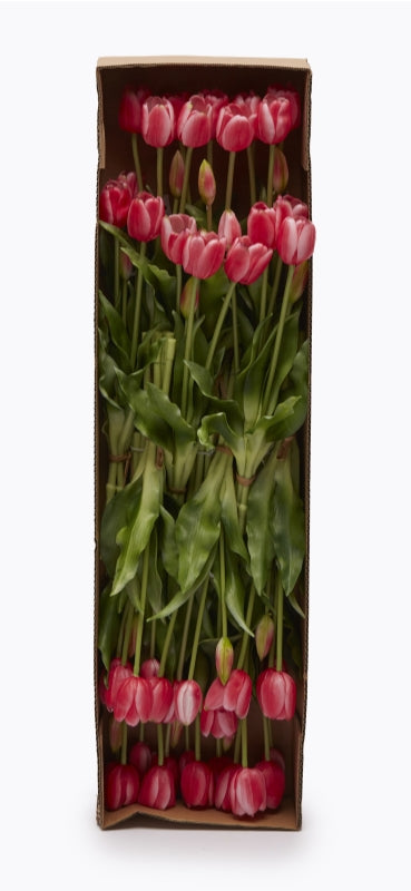 edg enzo de gasperi edg enzo de gasperi bouquet di 5 tulipani chiusi gomma olis h 40 cm beauty ean 8056372972348