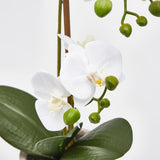 edg enzo de gasperi edg enzo de gasperi orchidea phalaenopsis pianta x2 artificiale con vaso h 42 cm white ean 8059824911070