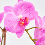 edg enzo de gasperi edg enzo de gasperi orchidea phalaenopsis pianta x2 artificiale con vaso h 42 cm beauty ean 8059824911094