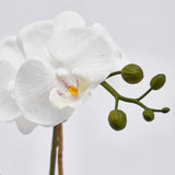 edg enzo de gasperi edg enzo de gasperi orchidea phalaenopsis pianta x2 artificiale con cesto h 40 cm white ean 8059824123701