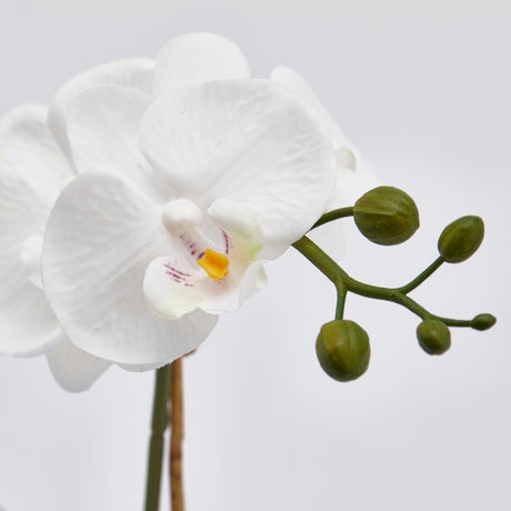 edg enzo de gasperi edg enzo de gasperi orchidea phalaenopsis pianta x2 artificiale con cesto h 40 cm white ean 8059824123701