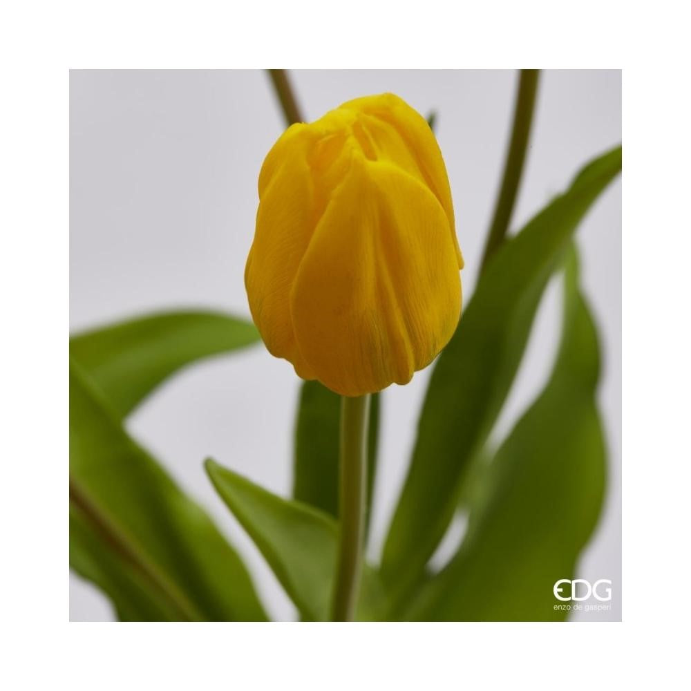 EDG Enzo De Gasperi Bouquet di 5 Tulipani Olis Ass. H 40 Cm Yellow 1 Pz