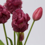 edg enzo de gasperi edg enzo de gasperi bouquet 5 tulipani parrot olis ass h 40 cm two tone pink 1 pz ean 8059824237347