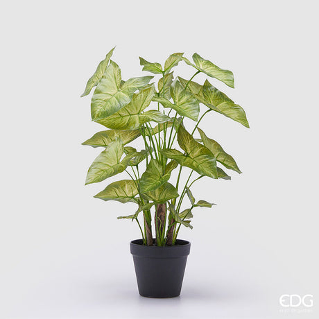 edg enzo de gasperi edg enzo de gasperi caladium con vaso artificiale h 47 cm green ean 8059824355201