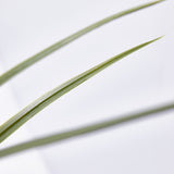 EDG Enzo De Gasperi Festuca con Vaso H 102 Cm Colore Verde