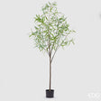 edg enzo de gasperi edg enzo de gasperi eucalipto con vaso artificiale h 200 cm light green ean 8059824377760