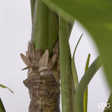 edg enzo de gasperi edg enzo de gasperi alocasia con vaso artificiale h 210 cm green ean 8059824423764