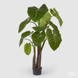 edg enzo de gasperi edg enzo de gasperi alocasia con vaso artificiale h 210 cm green ean 8059824423764