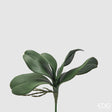 edg enzo de gasperi edg enzo de gasperi orchidea phalaenopsis foglia x5 artificiale h 27 cm green ean 8059824441072