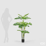 EDG Enzo De Gasperi Areca Palm W/Pvc Pot H147 (24fg) B9 Green