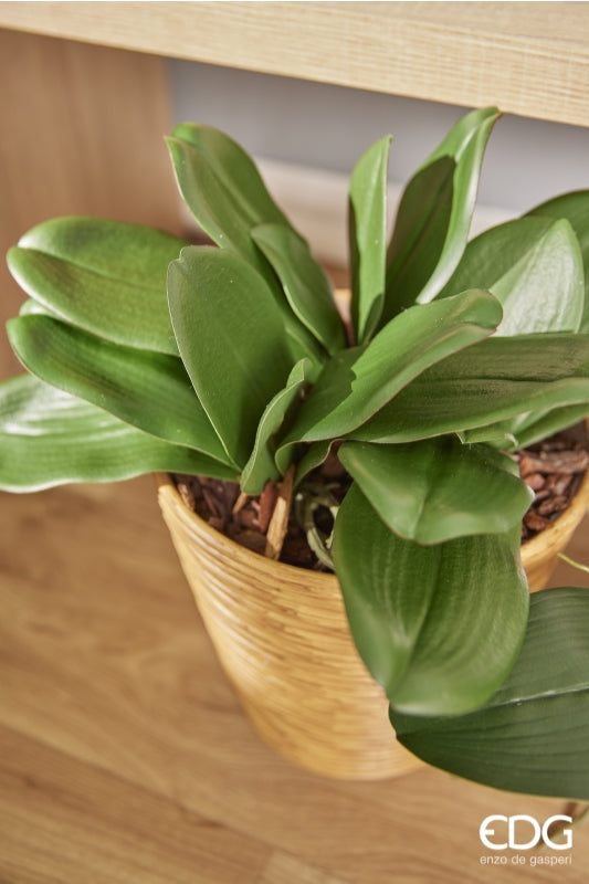 edg enzo de gasperi edg enzo de gasperi orchidea phalaenopsis foglia olis x6 con radice artificiale h 27 cm green ean 8056372972522