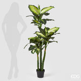 edg enzo de gasperi edg enzo de gasperi dieffenbachia con vaso artificiale h 155 cm white green ean 8059824005762