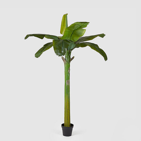 Banana Plant W/Pot H185 (8fg) C1 Green