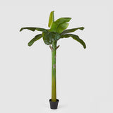 Banana Plant W/Pot H185 (8fg) C1 Green