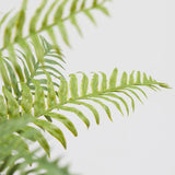 EDG Enzo De Gasperi Olis Fern Bush H 45 Cm 23 Green Lvs