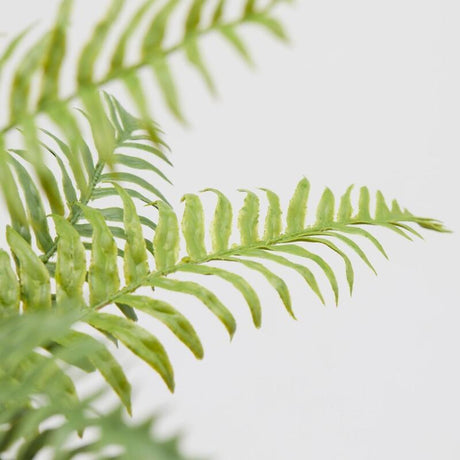 EDG Enzo De Gasperi Fern Olis Bush H45 (23fg) C2 Green