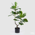 edg enzo de gasperi edg enzo de gasperi ficus chic pianta 2 rami con vaso artificiale h 90 cm green ean 8059824246493