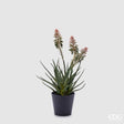 edg enzo de gasperi edg enzo de gasperi aloe succ con fiori e vaso artificiale h 50 cm green ean 8059824312136