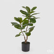 edg enzo de gasperi edg enzo de gasperi ficus chic con vaso artificiale h 64 cm green ean 8059824308702